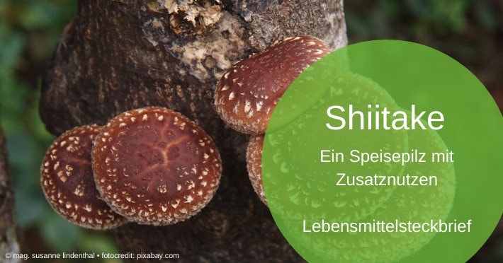 20200219-Shiitake-ein-Speisepilz-mit-Zusatznutzen-Titel Shiitake-ein-Speisepilz-mit-Zusatznutzen-Titel