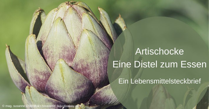 20200609-Artischocke-eine-Distel-zum-Essen-Titel Artischocke-eine-Distel-zum-Essen-Titel