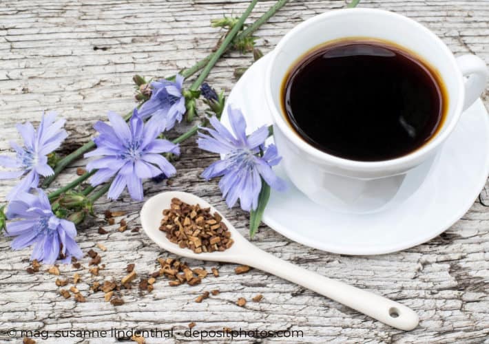 Zichorienwurzel Wegwarte und Zichorien-Kaffee als Kaffeeersatz