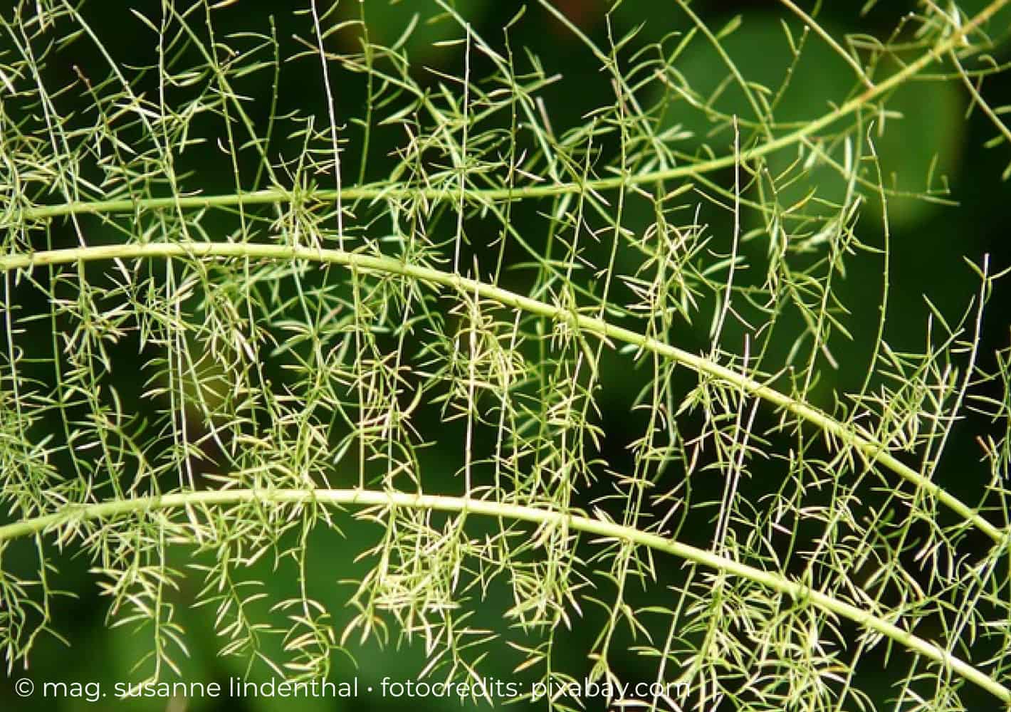 Zier-Spargelpflanze - Asparagus densiflorus